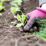 como-hacer-un-huerto-en-el-campo-paso-a-paso