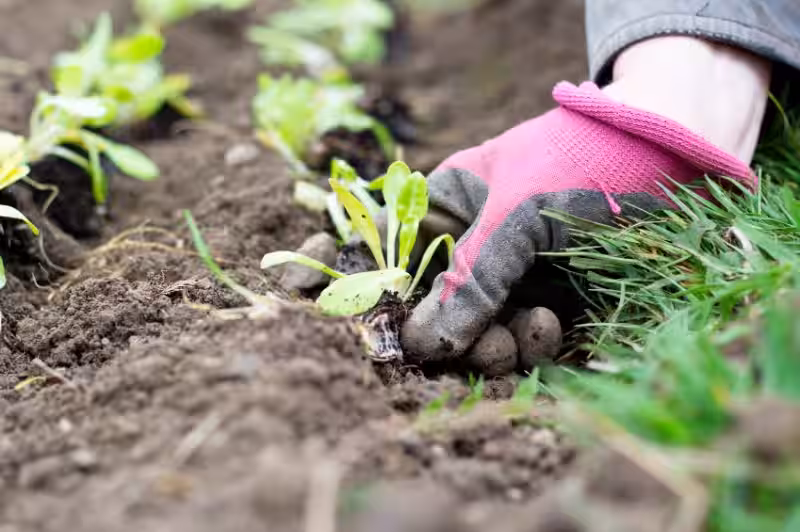 como-hacer-un-huerto-en-el-campo-paso-a-paso
