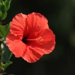 flor-santa-maria